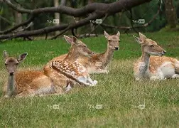 火博平台 -额没zing